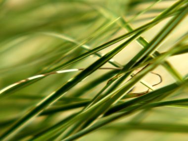 Green Grass X3 0017