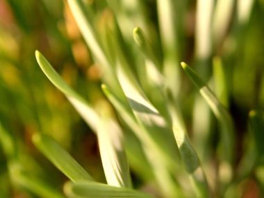 Green Grass X3 0025