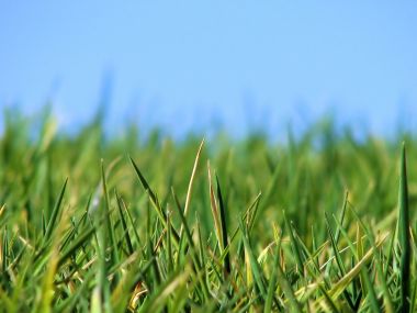 Green Grass X3 0030