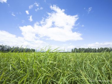 green-grassland-under-sky-photo-001