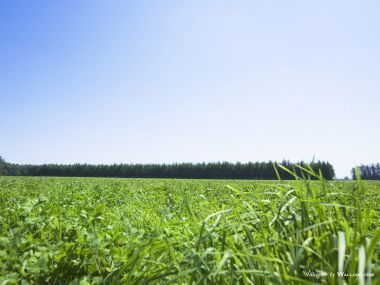 green-grassland-under-sky-photo-005