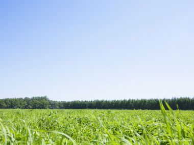 green-grassland-under-sky-photo-006