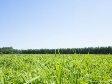 green-grassland-under-sky-photo-007