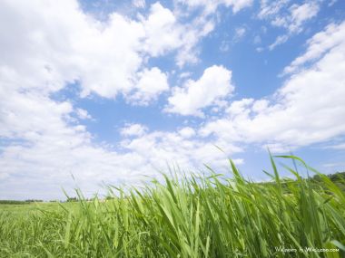 green-grassland-under-sky-photo-009