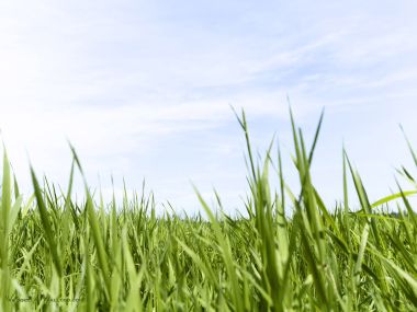 green-grassland-under-sky-photo-027