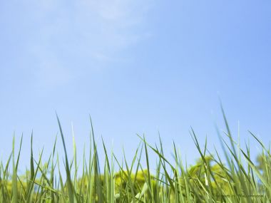 green-grassland-under-sky-photo-028