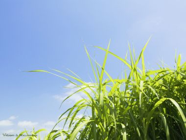 green-grassland-under-sky-photo-030