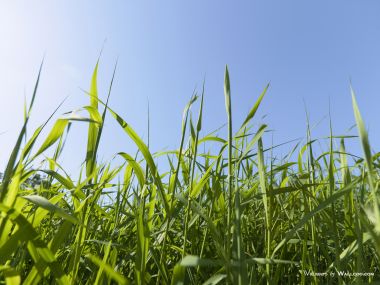 green-grassland-under-sky-photo-031