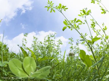 green-grassland-under-sky-photo-032