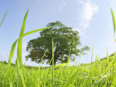 green-grassland-under-sky-photo-034