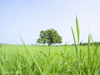 green-grassland-under-sky-photo-035