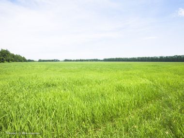 green-grassland-under-sky-photo-051