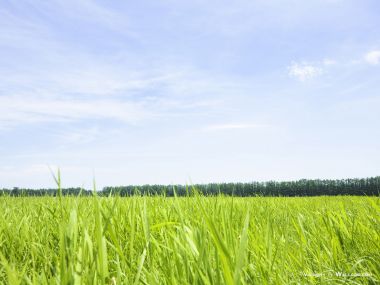green-grassland-under-sky-photo-053