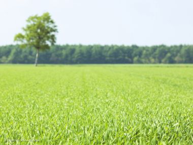 green-grassland-under-sky-photo-136