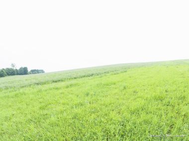green-grassland-under-sky-photo-140