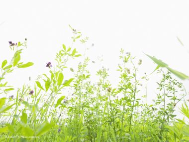 green-grassland-under-sky-photo-149