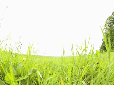 green-grassland-under-sky-photo-150