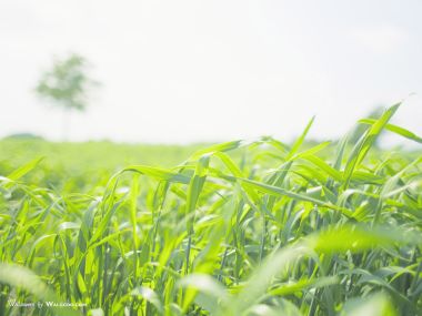 green-grassland-under-sky-photo-153