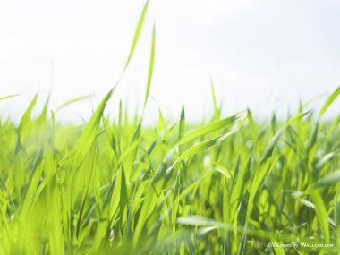 green-grassland-under-sky-photo-154