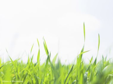 green-grassland-under-sky-photo-155