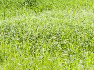 green-grassland-under-sky-photo-161