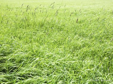 green-grassland-under-sky-photo-163