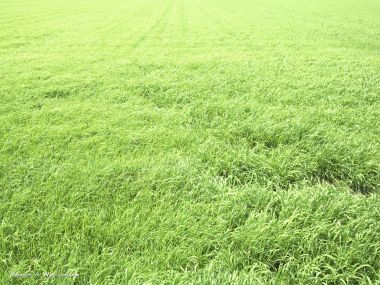 green-grassland-under-sky-photo-165
