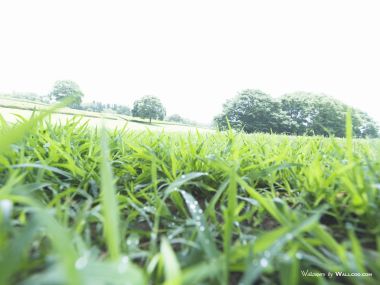 green-grassland-under-sky-photo-186