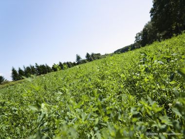 green-grassland-under-sky-photo-199
