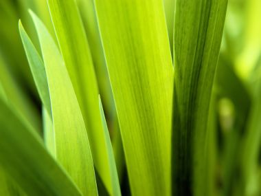 Green Leaves Vplants X3 0021