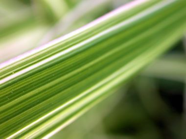 Green Leaves Vplants X3 005