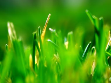 Green_With_Envy