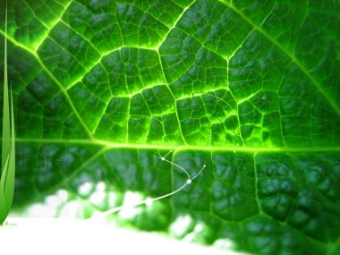 greenx1200_004