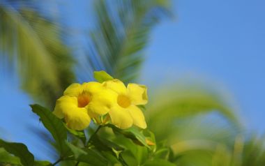 Hawaii Flower Jy192 350a