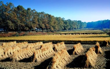 Haystacks In Field Korea