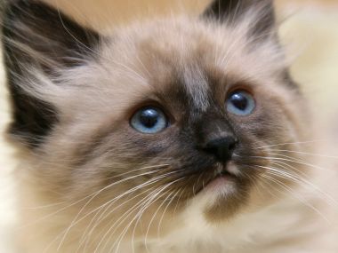 Himalayan_Mix_Kitten