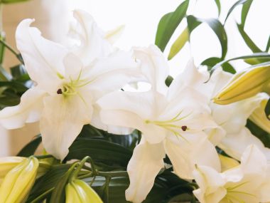 HR185_350A_Wedding_Fowers