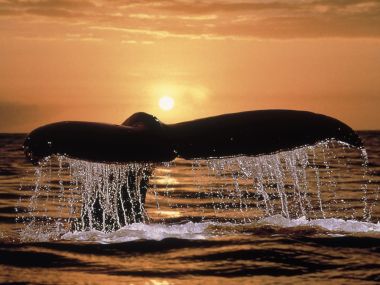 Humpback_Whale_Tail