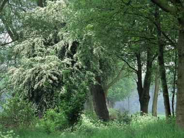 In_Full_Bloom_The_Netherlands