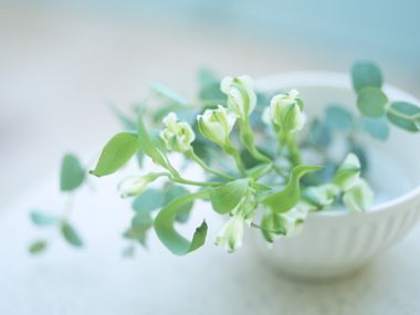 Interior_herb_GK076