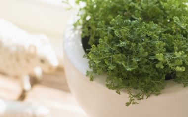 Interior Herb Hq011