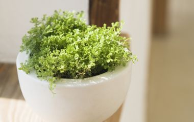 Interior Herb Hq012