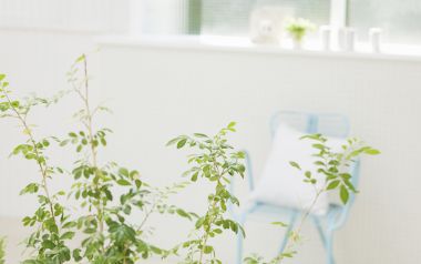 Interior Herb Hq024