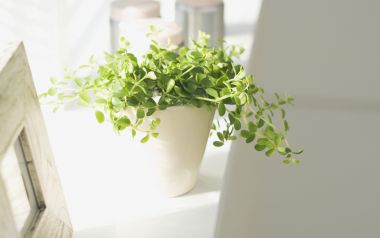 Interior Herb Hq026