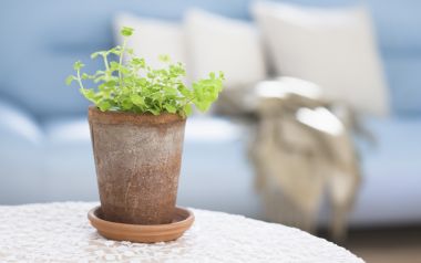 Interior Herb Hq027