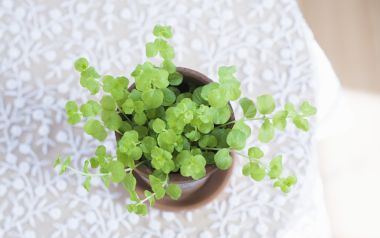 Interior Herb Hq030