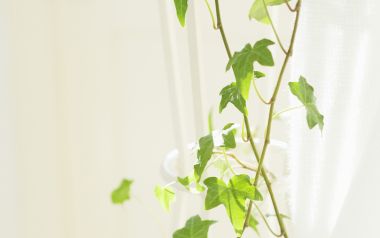 Interior Herb Hq045
