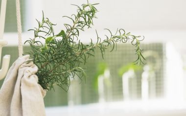 Interior Herb Hq048