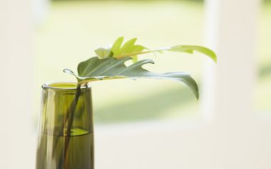 Interior Herb Hq056
