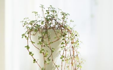 Interior Herb Hq057